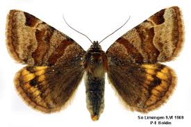 Attēlu rezultāti vaicājumam “Euclidia glyphica”