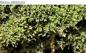 Attēlu rezultāti vaicājumam “Jungermannia leiantha”