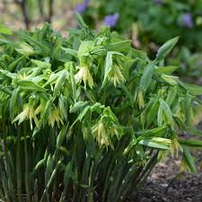 Attēlu rezultāti vaicājumam “Uvularia grandiflora”