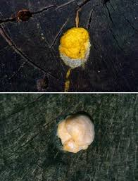 Attēlu rezultāti vaicājumam “Fuligo luteonitens”