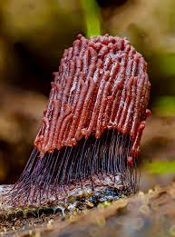 Attēlu rezultāti vaicājumam “Stemonitis fusca stalked”