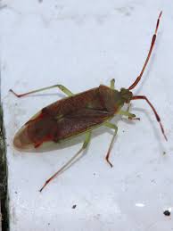 Attēlu rezultāti vaicājumam “Pantilius tunicatus”