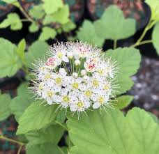 Attēlu rezultāti vaicājumam “Physocarpus opulifolius”