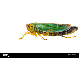 Attēlu rezultāti vaicājumam “Cicadella viridis female”