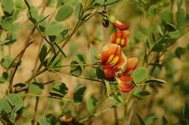 Image result for Colutea x media (arborescens x orientalis)