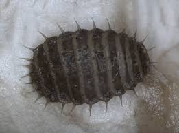 Attēlu rezultāti vaicājumam “Platypezidae”