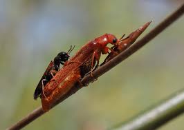 Attēlu rezultāti vaicājumam “Hylecoetus dermestoides male”