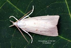 Attēlu rezultāti vaicājumam “Calamotropha paludella”