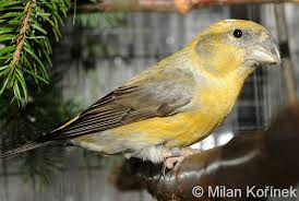 Attēlu rezultāti vaicājumam “Loxia pytyopsittacus male”