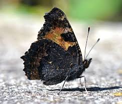 Image result for Small Tortoiseshell