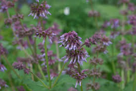 Attēlu rezultāti vaicājumam “Salvia verticillata flower”