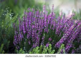 Attēlu rezultāti vaicājumam “Empetraceae”