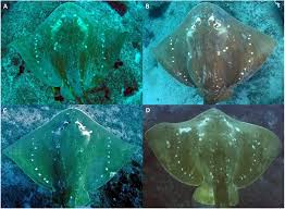 Image result for Megatrygon microps