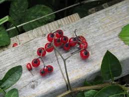 Attēlu rezultāti vaicājumam “Solanum dulcamara fruit”