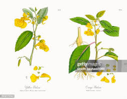 Attēlu rezultāti vaicājumam “Impatiens noli-tangere leaf”