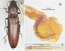 Attēlu rezultāti vaicājumam “Elateridae”