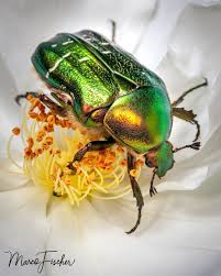 Attēlu rezultāti vaicājumam “Cetonia aurata”