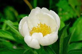 Attēlu rezultāti vaicājumam “Paeonia lactiflora”
