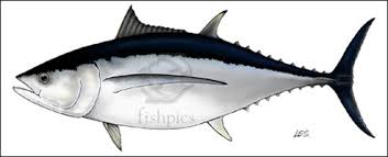 Image result for Thunnus alalunga