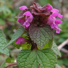 Attēlu rezultāti vaicājumam “Lamium purpureum flower”