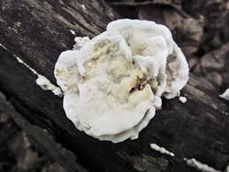 Attēlu rezultāti vaicājumam “Gloeoporus dichrous”