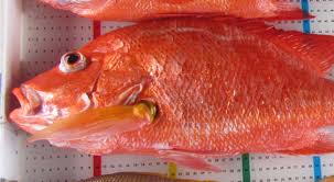 Image result for ikan