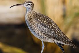 Attēlu rezultāti vaicājumam “Numenius phaeopus”