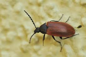 Attēlu rezultāti vaicājumam “Pseudocistela ceramboides”