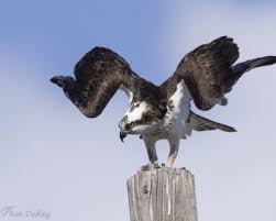 Image result for Pandion haliaetus