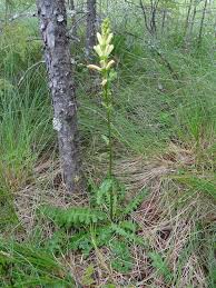 Attēlu rezultāti vaicājumam “Pedicularis sceptrum-carolinum leaf”