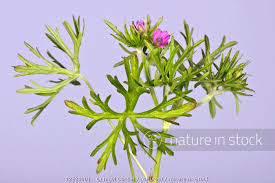 Attēlu rezultāti vaicājumam “Geranium dissectum flower”