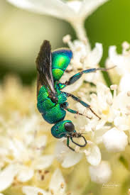 Attēlu rezultāti vaicājumam “Hedychrum sp.”