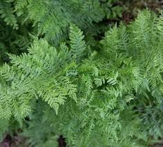 Attēlu rezultāti vaicājumam “Athyrium filix-femina”