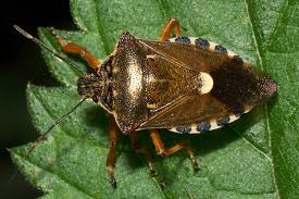 Attēlu rezultāti vaicājumam “Pinthaeus sanguinipes imago”