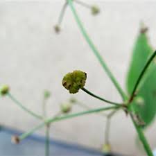 Attēlu rezultāti vaicājumam “Alisma plantago-aquatica leaf”