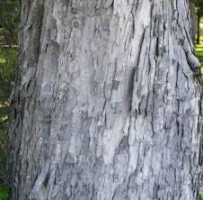 Attēlu rezultāti vaicājumam “Acer saccharinum”