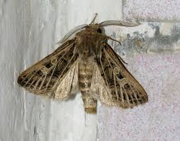 Attēlu rezultāti vaicājumam “Tholera decimalis male”