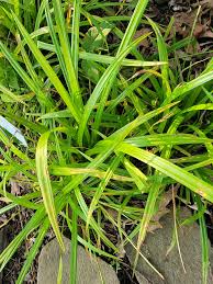 Attēlu rezultāti vaicājumam “Carex viridula fruit”