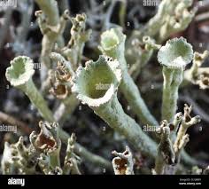 Attēlu rezultāti vaicājumam “Cladonia deformis”