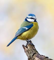 Image result for Cyanistes caeruleus