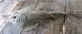 Image result for Rhinobatos rhinobatos