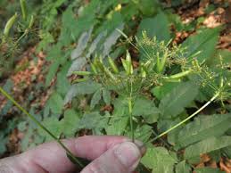 Attēlu rezultāti vaicājumam “Chaerophyllum aromaticum”