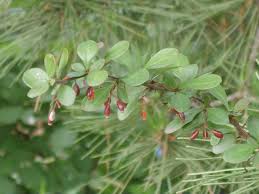 Attēlu rezultāti vaicājumam “Berberis thunbergii fruit”