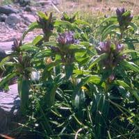 Attēlu rezultāti vaicājumam “Gentiana cruciata”