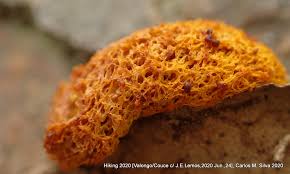 Attēlu rezultāti vaicājumam “Fuligo septica var. candida macro”