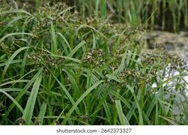 Attēlu rezultāti vaicājumam “Scirpus sylvaticus flower”