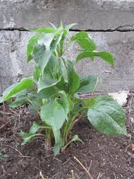 Attēlu rezultāti vaicājumam “Echinacea purpurea leaf”
