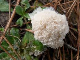 Attēlu rezultāti vaicājumam “Brefeldia maxima macro”