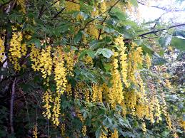 Attēlu rezultāti vaicājumam “Laburnum alpinum leaf”