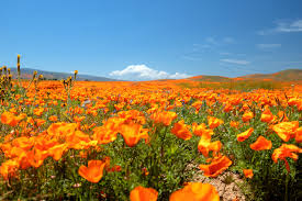 Attēlu rezultāti vaicājumam “Eschscholzia californica flower”